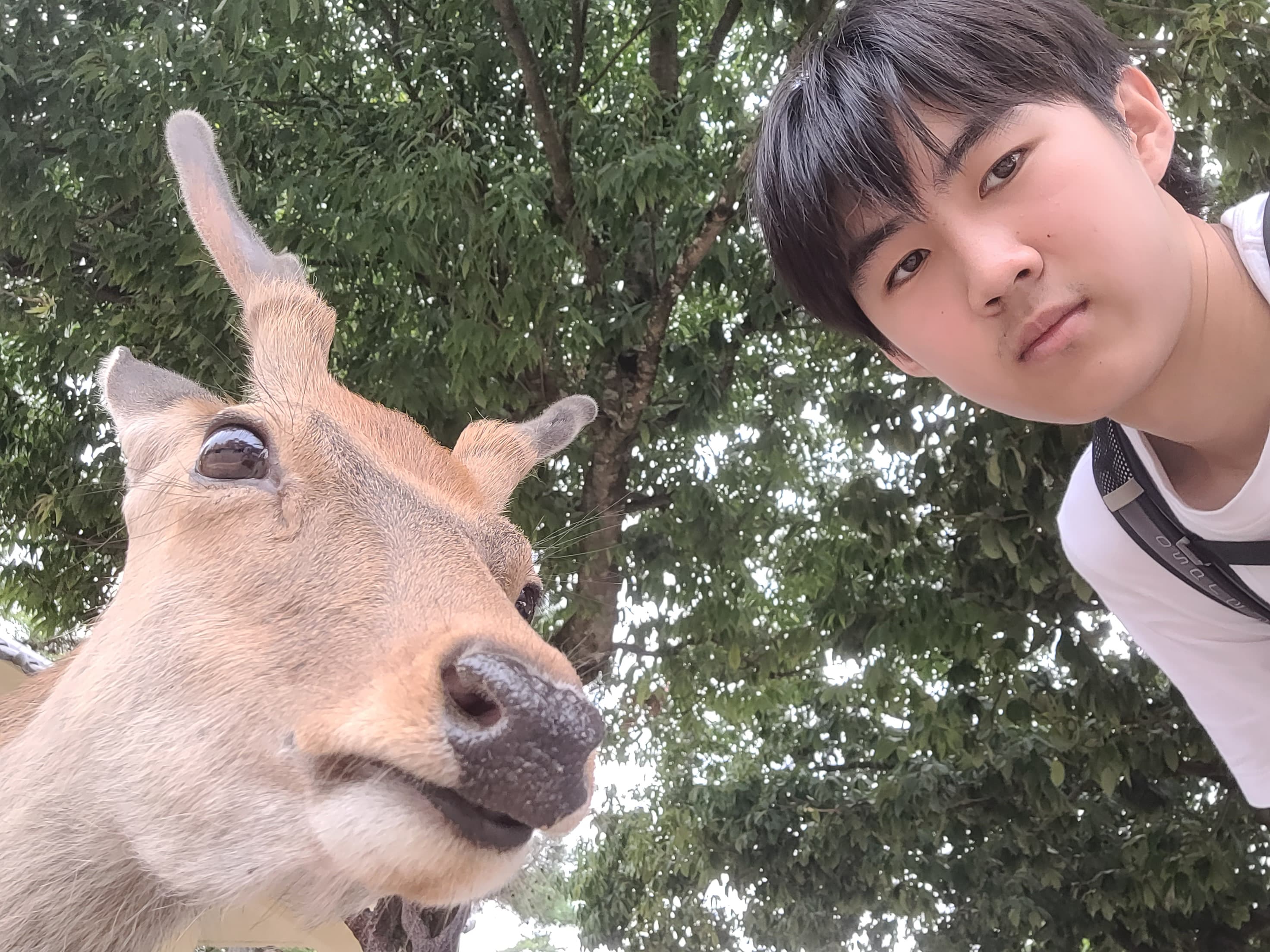 animals are so cool and I love hanging out with them, they are docile beings that match your vibe